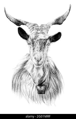Watercolor animal goat baby isolated on white background Stock Illustration  | Adobe Stock