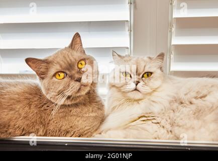 British shorthair gray cat and white British longhair cat are sitting on the window. Stock Photo