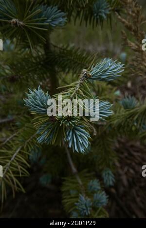 New branch growth an a young spruce tree high in the Rocky Mountains. Stock Photo
