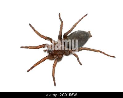 european spider top view isolated on white background Stock Photo