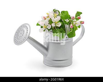 metal watering can with apple fruit blossom isolated on white background Stock Photo