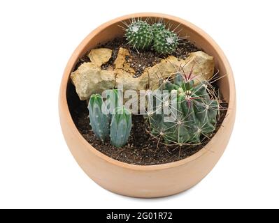 round terracotta pot with three planted cacti in a stone landscape, cactus in pot isolated on white background Stock Photo