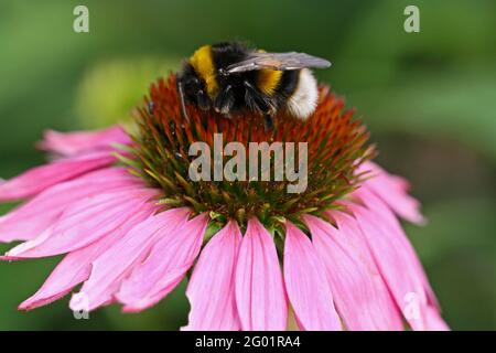 Bumblebee collects nectar on a pink blossom Stock Photo