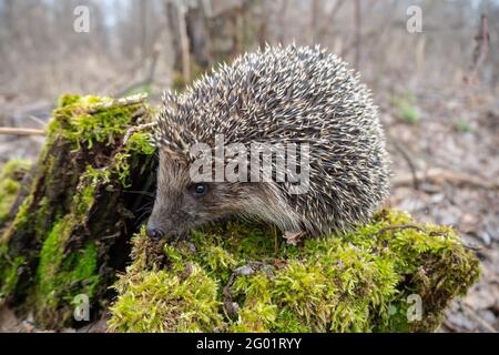 European hedgehog on green moss in the forest. Early spring. Close-up. Stock Photo