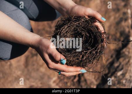 Female hands holding a fragile empty bird's nest, view from above on sunny day. Concept of empty nest syndrome. Stock Photo