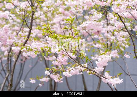 beautiful fresh, pink and white cherry blossoms covered in snow on dark brown branches in bloom in early spring on a cold day. Square image of flowers Stock Photo