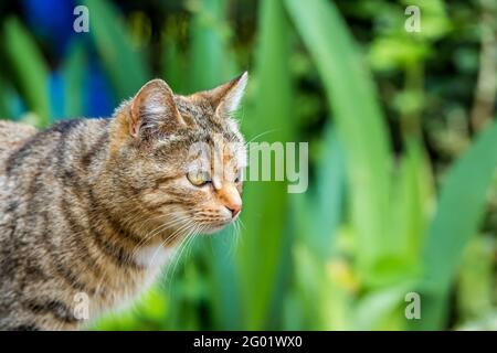 the house cat in the garden is looking out for prey Stock Photo