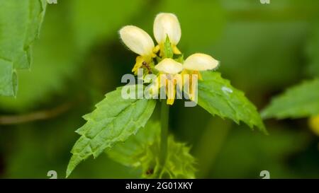 Flowering nettle and small ant Stock Photo