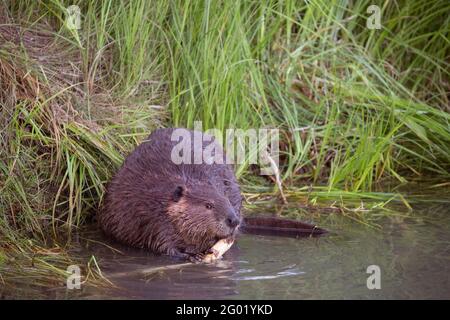 Beaver (Castor canadensis) feeding on bark of Balsam Poplar tree branch (Populus balsamifera) at pond edge Stock Photo