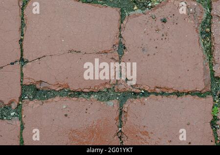 Old Cracked paving tiles. Red chipped wet sidewalk. Daytime. Shooting in the rain. Selective focus. Stock Photo