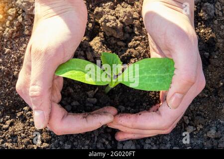 World soil day concept: human hands hold and protect a young green seedling planted in the ground, soil. Caring for the environment concept Stock Photo