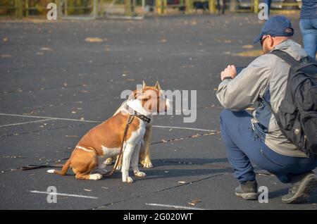 A man takes pictures of two sitting pets on his phone. The owner squats in front of two American Staffordshire Terriers. Kherson, Ukraine - 10 21 2018 Stock Photo