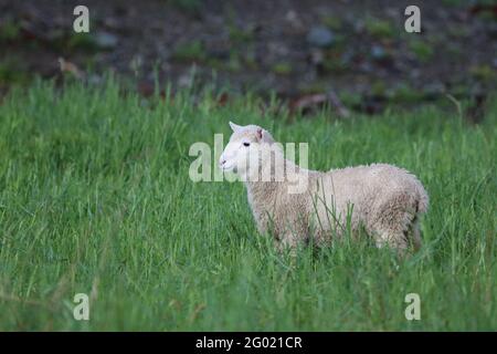 Coopworthschaf / Coopworth sheep / Ovis Stock Photo