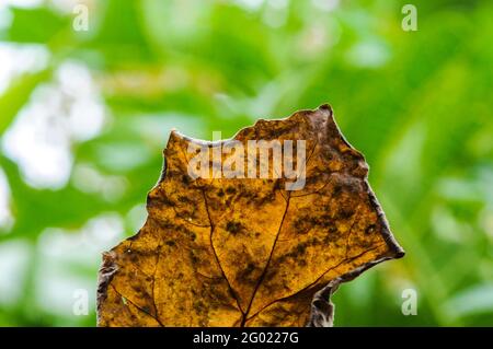 Dry leaves hanging on tree branches Stock Photo