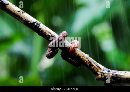 Giant millipede in branch and leaf of tree, macro photography of insect in the forest Stock Photo