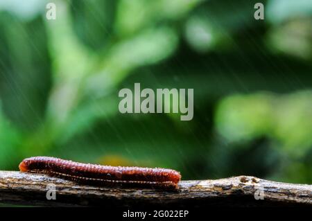 Giant millipede in branch and leaf of tree, macro photography of insect in the forest Stock Photo