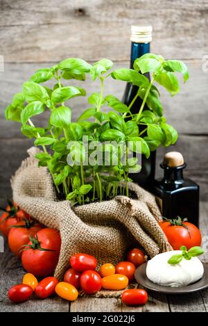 Italian food cooking ingredients for healthy eating, mozzarella, tomatoes and fresh basil, green herbs in cuisine Stock Photo