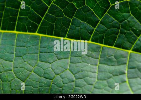Close up of papaya leaf veins make pattern and texture Stock Photo