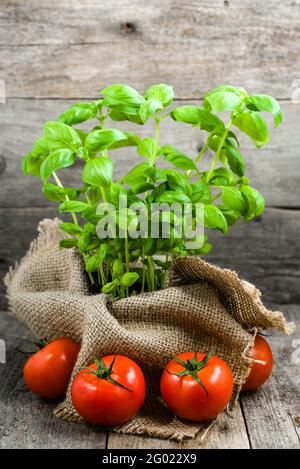 Italian food, green herbs and vegetables, cooking ingredients, tomatoes and fresh basil in a pot Stock Photo