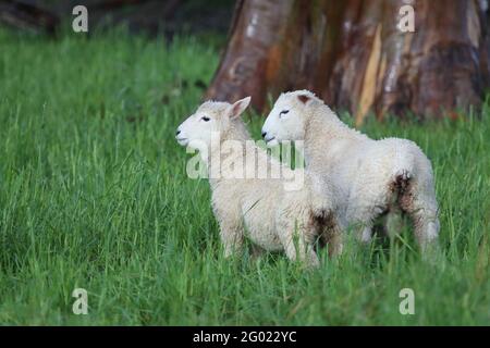 Coopworthschaf / Coopworth sheep / Ovis Stock Photo