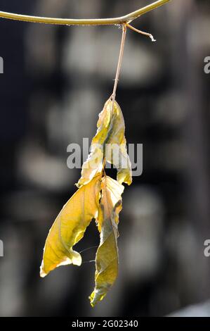 Dry leaves hanging on tree branches Stock Photo