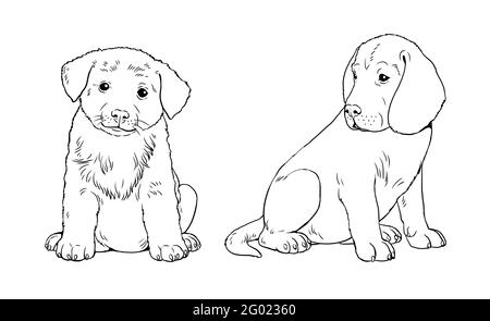 Labrador retriever and rough Collie puppy. Cute dogs puppies. Coloring template. Digital illustration. Stock Photo