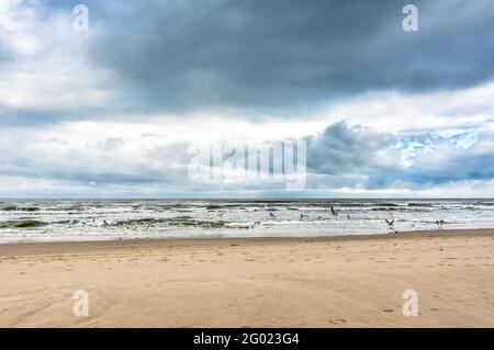 Seagulls flying over beach sea, landscape Stock Photo
