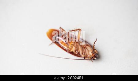 Dead cockroach on floor. Concept the problem in the house because of ...