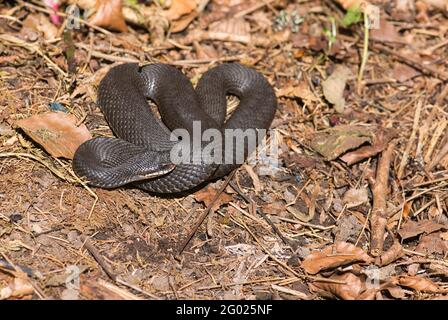 Adder, or northern viper (Vipera berus), dark grey or black individuals are not uncommon. Stock Photo