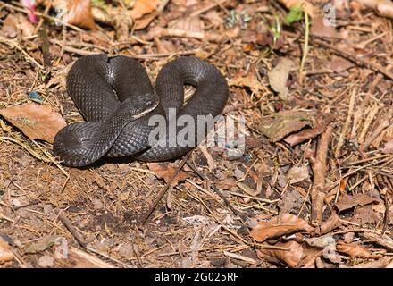 Adder, or northern viper (Vipera berus), dark grey or black individuals are not uncommon. Stock Photo