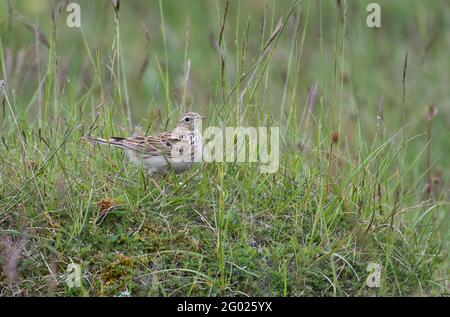 Skylark (Alauda arvensis) on chalk grassland, a typical habitat Stock Photo