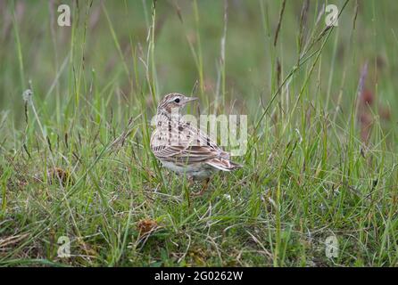 Skylark (Alauda arvensis) on chalk grassland, a typical habitat Stock Photo