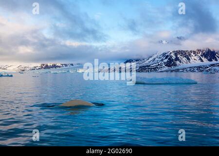 Beluga or white whale, Delphinapterus leucas in Leifdefjorden, northern Svalbard. Leifdefjorden lies within Northwest Spitsbergen National Park (Nordv