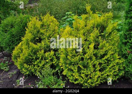 Western thuja (Thuja occidentalis Stolwijk) bushes with yellow needles on top of branches - ornamental evergreen coniferous bushes for gardening, land Stock Photo