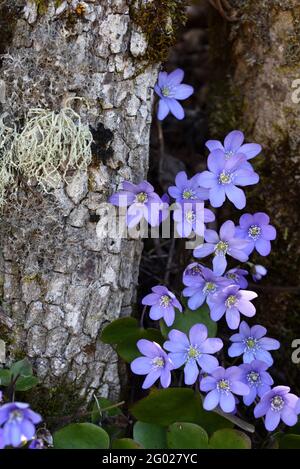Common Hepatica Anemone hepatica, syn Hepatica nobilis, and Usnea species of Beard Lichen or Old Man's Beard Fungus Stock Photo