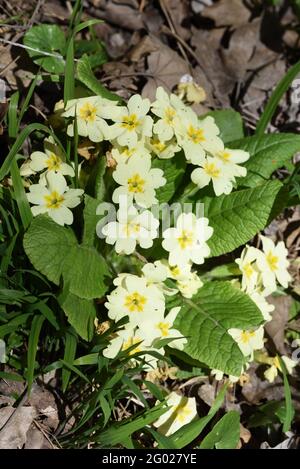 Common Primrose, Primula vulgaris, Primulaceae. British Wild Flower ...