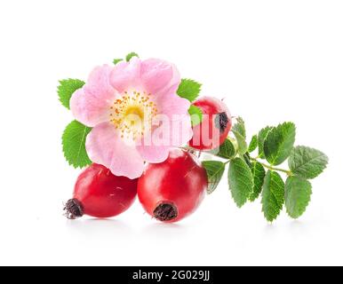 Rose hips isolated on white background Stock Photo