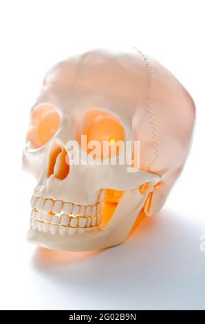 human skull isolated on a white background Stock Photo