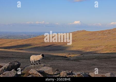 A view from Rowtor looking towards Higher Tor and Belstone Tor Dartmoor UK Stock Photo