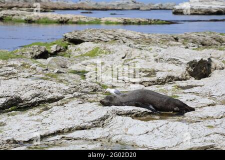 Rotschnabelmöwe und  Neuseeländischer Seebär / Red-billed gull and New Zealand fur seal / Larus scopulinus et Arctocephalus forsteri Stock Photo