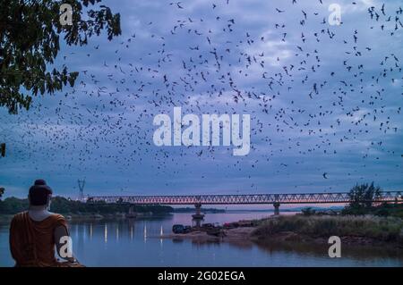 Bats swarming out to hunt for food Stock Photo