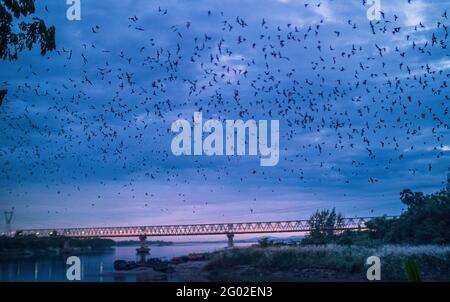 Bats swarming out to hunt for food Stock Photo