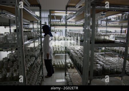 Plant tissue culture laboratory managed by the Indonesian Institute of ...