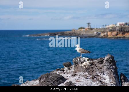 Seagull on a rock at a beach Stock Photo