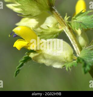 Macro detail of flower of Rhinanthus alectorolophus plant. Yellow and purple flower, sunny day. Stock Photo