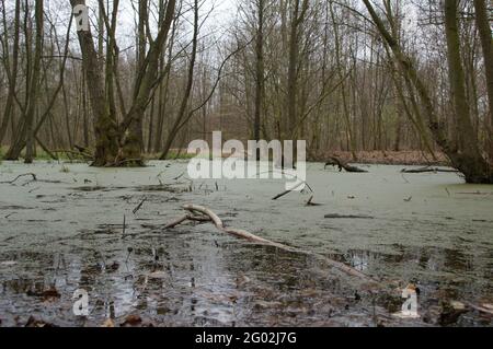 Swamp and trees under the shade Stock Photo