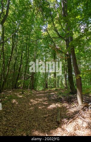 dirt road through beech forest. wonderful scenery of carpathian nature in summer. bright weather, dappled light on the ground Stock Photo