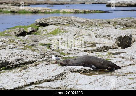 Rotschnabelmöwe und  Neuseeländischer Seebär / Red-billed gull and New Zealand fur seal / Larus scopulinus et Arctocephalus forsteri Stock Photo