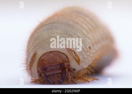 Larva of phyllophaga from the subfamily melolonthinae called may beetles Stock Photo