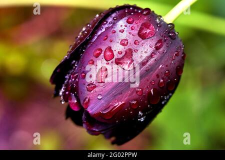 Flower of a dark purple tulip with drops of rain from the night, cropped against blurred background Stock Photo